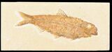 Large, Knightia Fossil Fish - Wyoming #78311-1